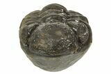 Long, Curled Morocops Trilobite - Morocco #323239-2